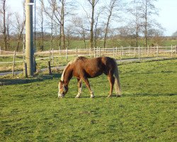 horse Pebbles (German Riding Pony, 2001, from Feldhof's Orbit)