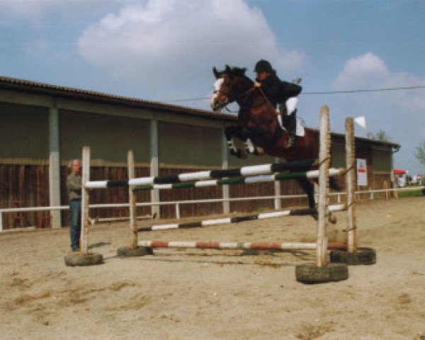 stallion Raon ShA (Shagya Arabian, 1985, from Radautz)