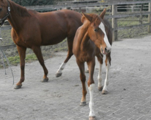 dressage horse Baron SL (Hanoverian, 2012, from Belissimo NRW)