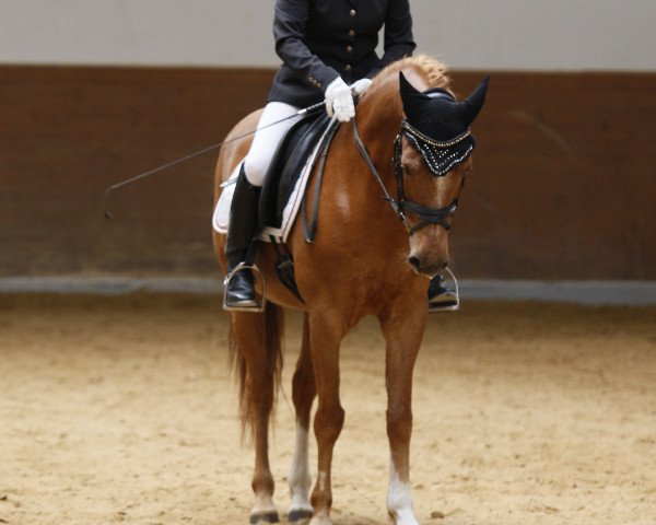 dressage horse Domingo 485 (German Riding Pony, 1997, from Derengo)