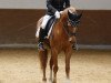 dressage horse Domingo 485 (German Riding Pony, 1997, from Derengo)