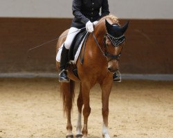 dressage horse Domingo 485 (German Riding Pony, 1997, from Derengo)