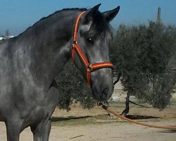 Pferd Galan GS (Pura Raza Espanola (PRE), 2013)