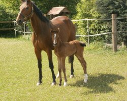 broodmare Westerland Girl SL (Hanoverian, 2008, from Weltmeyer)