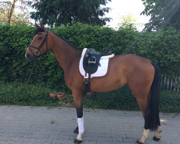 dressage horse Bell SL (Hanoverian, 2012, from Belissimo NRW)