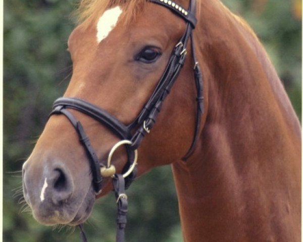 stallion Finnegan C (Hanoverian, 2001, from For Feeling)