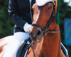 dressage horse Velvet 107 (Zweibrücken, 2003, from Albführen's Vivaldi van de Kampel)