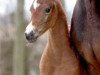 dressage horse Blue Moon's Divine (Hanoverian, 2010, from Bonifatius)