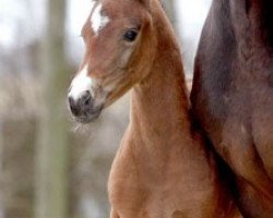 dressage horse Blue Moon's Divine (Hanoverian, 2010, from Bonifatius)