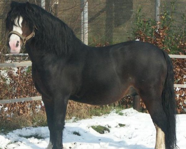 stallion Bolster Goldleaf (Welsh mountain pony (SEK.A), 1992, from Foxhunter Pantheon)
