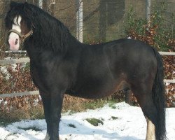 Deckhengst Bolster Goldleaf (Welsh Mountain Pony (Sek.A), 1992, von Foxhunter Pantheon)