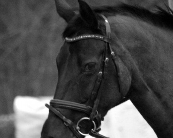 dressage horse Donna-Lee (Oldenburg, 1994, from Don Gregory)