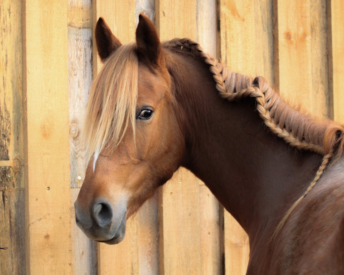 broodmare MSA Diva (Rhinelander, 2011, from FS Pentagon)