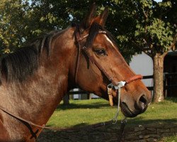 broodmare Ladina 18 (Holsteiner, 1994, from Ladinos)