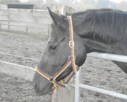 broodmare Helena SL (Hanoverian, 2009, from Hohenstein I)