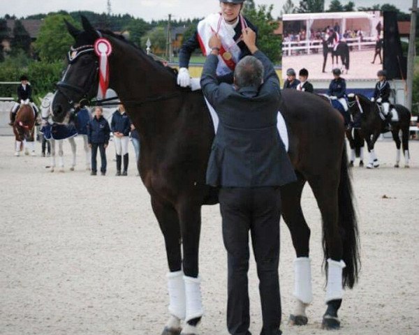 dressage horse Donovan B (Hanoverian, 2002, from Dressage Royal)