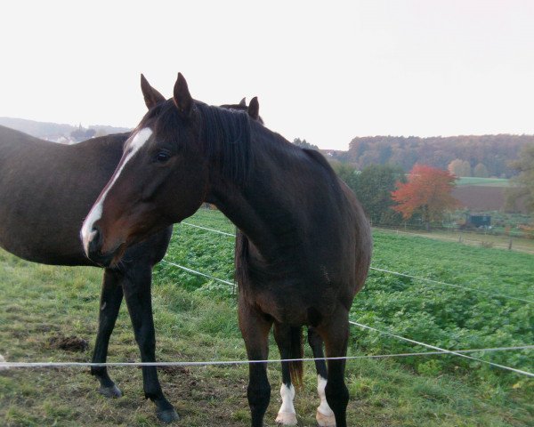 horse Sturmzauber II (Trakehner, 2011, from Adamello)