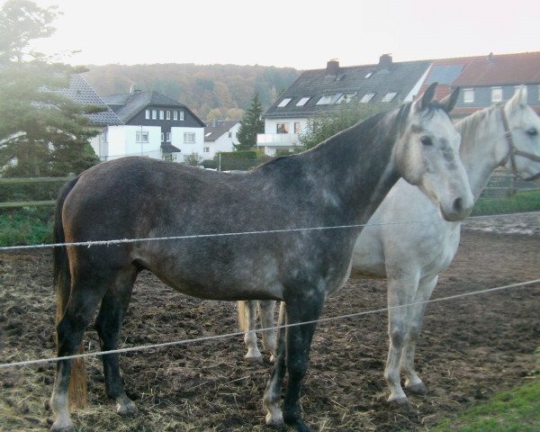 horse Wegas I (German Warmblood, 2009, from Weltpoet)