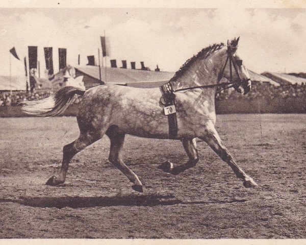 stallion Lorenzo I (Holsteiner, 1930, from Lorenz)