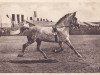 stallion Lorenzo I (Holsteiner, 1930, from Lorenz)