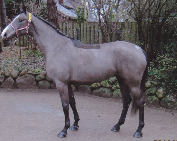 broodmare Aktie (Holsteiner, 2008, from Clearway)