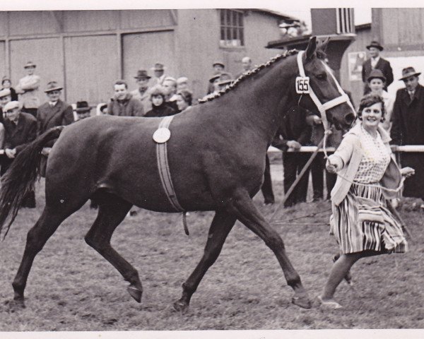 broodmare Suleika (Holsteiner, 1958, from Fax I)