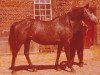 broodmare India I (Holsteiner, 1972, from Urioso)