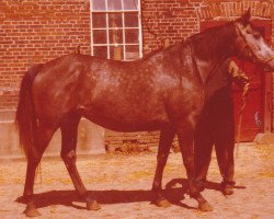 broodmare India I (Holsteiner, 1972, from Urioso)