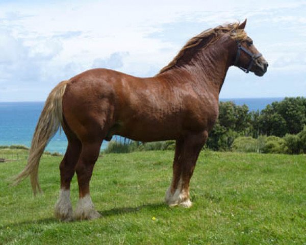 Deckhengst Three-B Mount Taranaki (Welsh-Cob (Sek. D), 2001, von Glantraeth Henry)