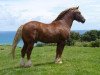 Deckhengst Three-B Mount Taranaki (Welsh-Cob (Sek. D), 2001, von Glantraeth Henry)