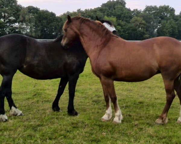 Zuchtstute Three-B Sue Ellen (Welsh-Cob (Sek. D), 2004, von Three-B Mount Taranaki)