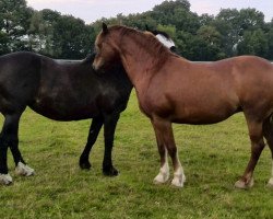 Zuchtstute Three-B Sue Ellen (Welsh-Cob (Sek. D), 2004, von Three-B Mount Taranaki)