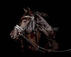 dressage horse Vermont W (German Riding Pony, 2009, from Valido's Highlight)