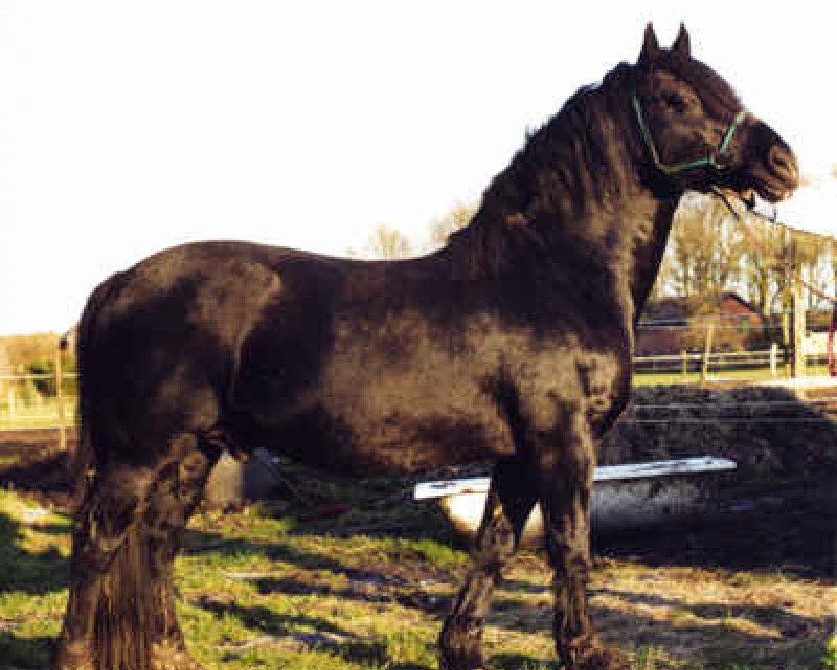 Deckhengst Three-B-Magic (Welsh-Cob (Sek. D), 1984, von Cippyn Real Magic)