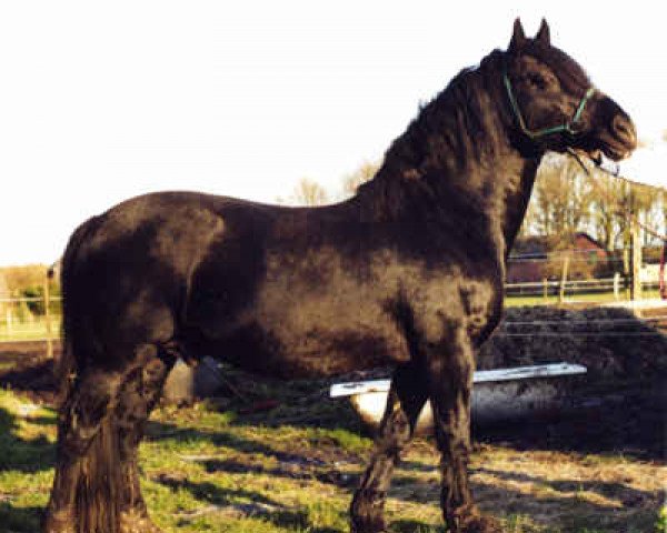 stallion Three-B-Magic (Welsh-Cob (Sek. D), 1984, from Cippyn Real Magic)