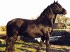 stallion Three-B-Magic (Welsh-Cob (Sek. D), 1984, from Cippyn Real Magic)