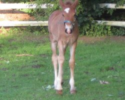 Zuchtstute Amazons Sia (Welsh-Cob (Sek. D), 2015, von Gwynfaes Orig)