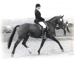 broodmare Die Wienerin (Trakehner, 1973, from Waldenser xx)