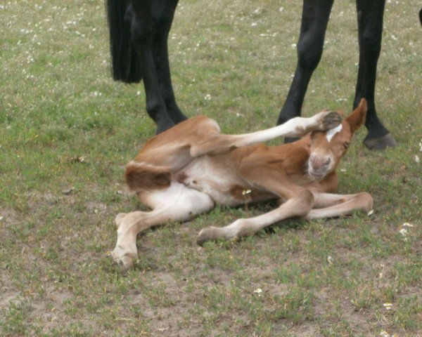 horse Redric SL (Hanoverian, 2011, from Rohdiamant)