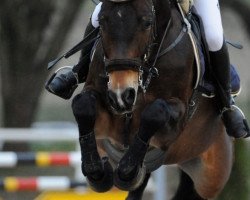 jumper Curt Cubain (German Warmblood, 2004, from Converter I)