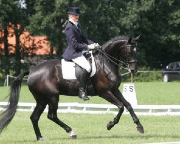 horse Up Seven (KWPN (Royal Dutch Sporthorse), 2001, from Oo-Seven)