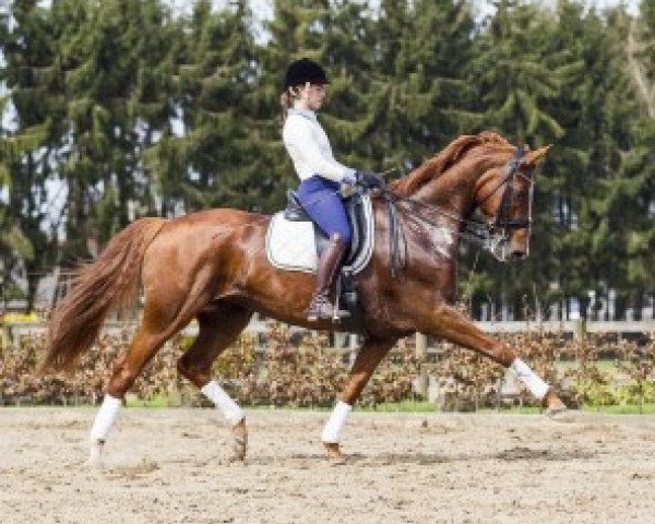 dressage horse Miss Loxley (Rhinelander, 2003, from Lord Loxley I)