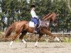 dressage horse Miss Loxley (Rhinelander, 2003, from Lord Loxley I)