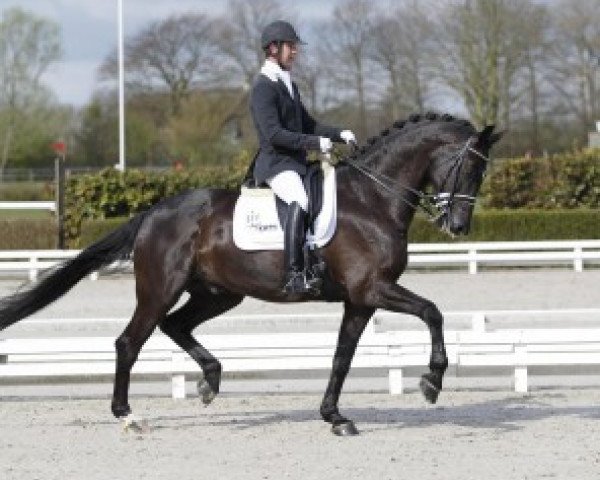 Dressurpferd Willem Alexander (KWPN (Niederländisches Warmblut), 2003, von Negro)