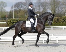 dressage horse Willem Alexander (KWPN (Royal Dutch Sporthorse), 2003, from Negro)