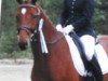 dressage horse Capriano SL (Hanoverian, 2008, from Caprimond)