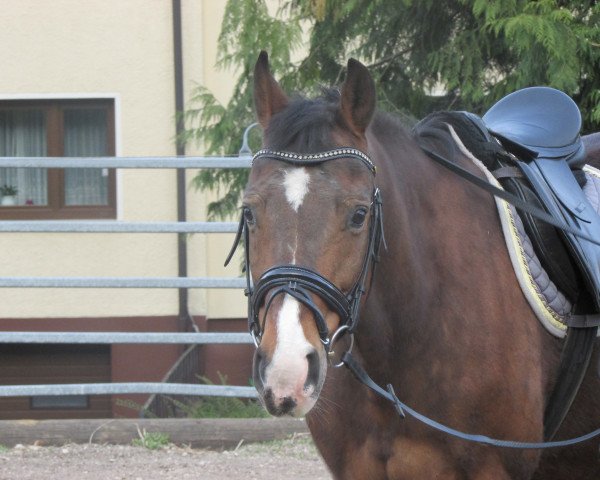 dressage horse Saceur (Hanoverian, 1994, from Silvio I)