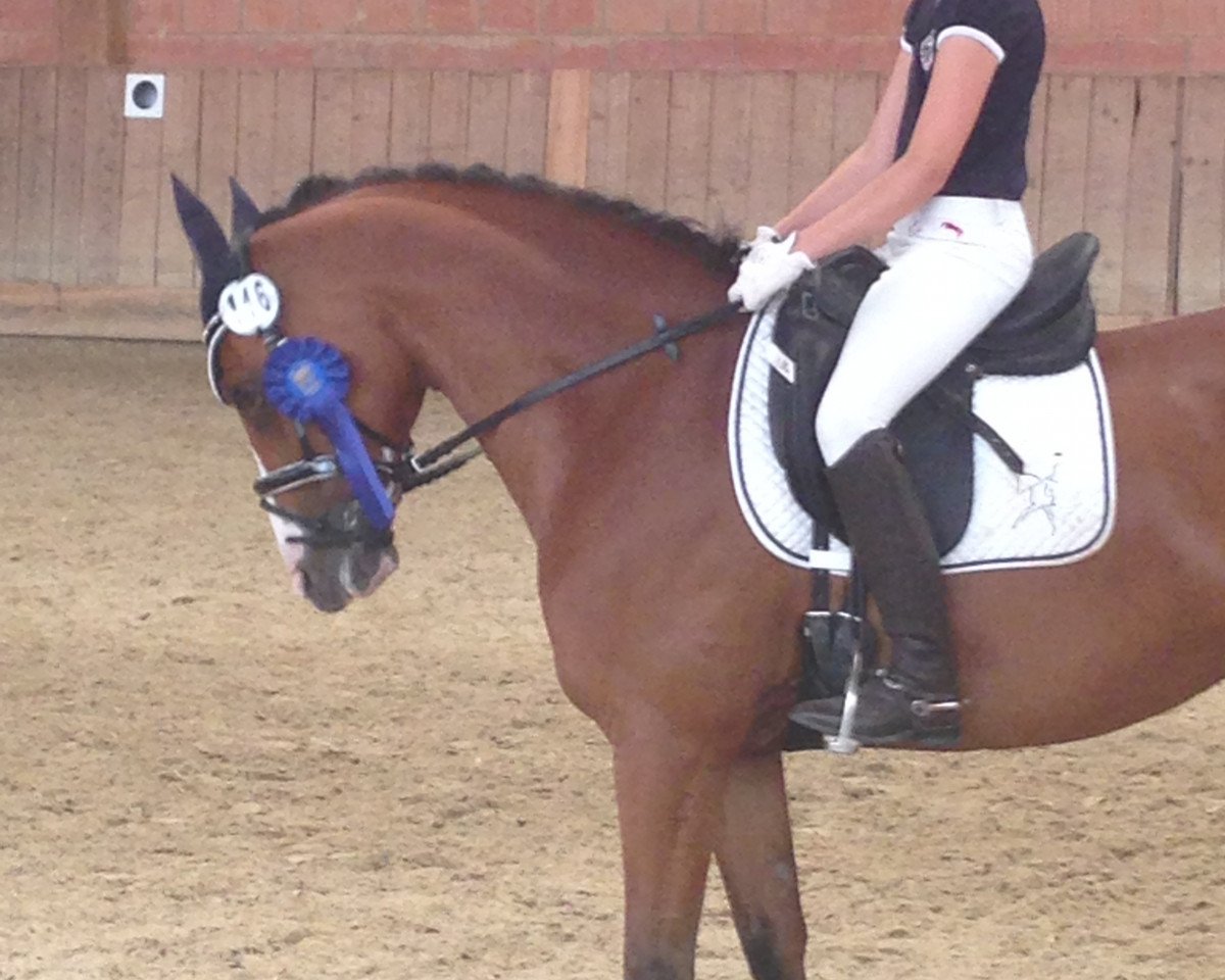 dressage horse Lindenbooms Milano (German Riding Pony, 2008, from Matchello)