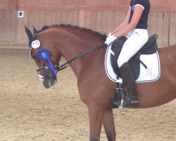 dressage horse Lindenbooms Milano (German Riding Pony, 2008, from Matchello)