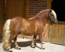 Pferd Wolter v. Hoeve Eelwerd (Shetland Pony (unter 87 cm), 2005, von Florio van de Beatrixlaan)